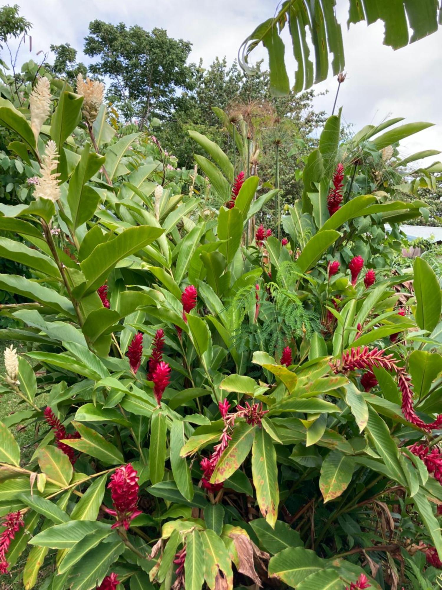 La Siguine Villa Gourbeyre Bagian luar foto