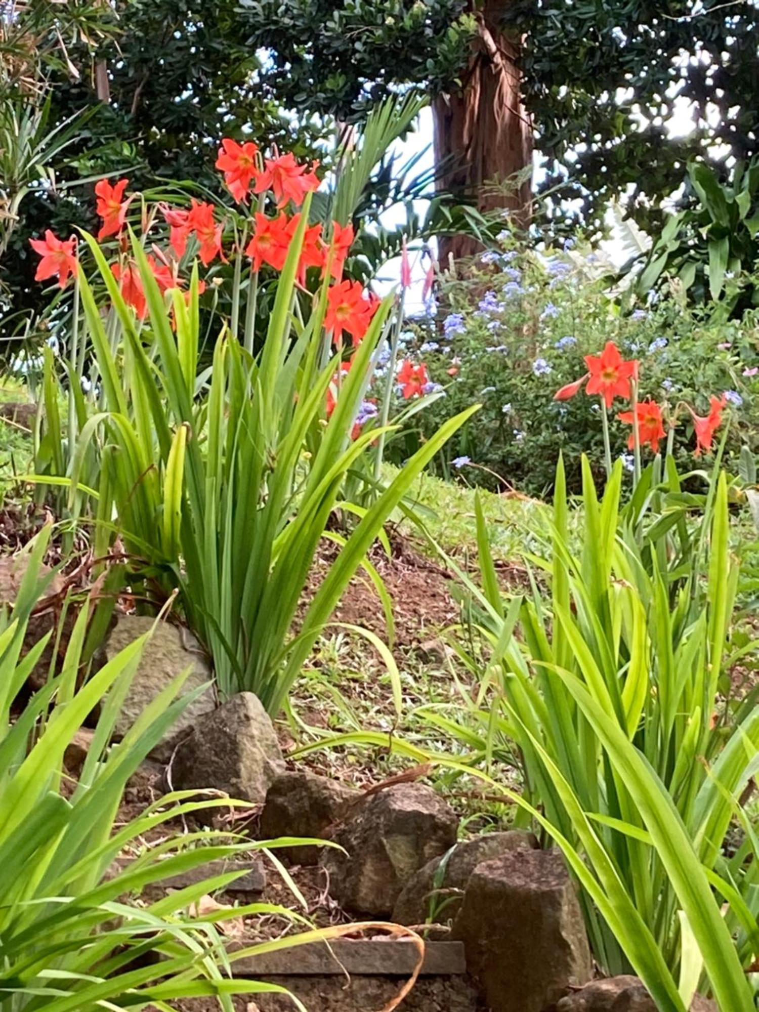 La Siguine Villa Gourbeyre Bagian luar foto