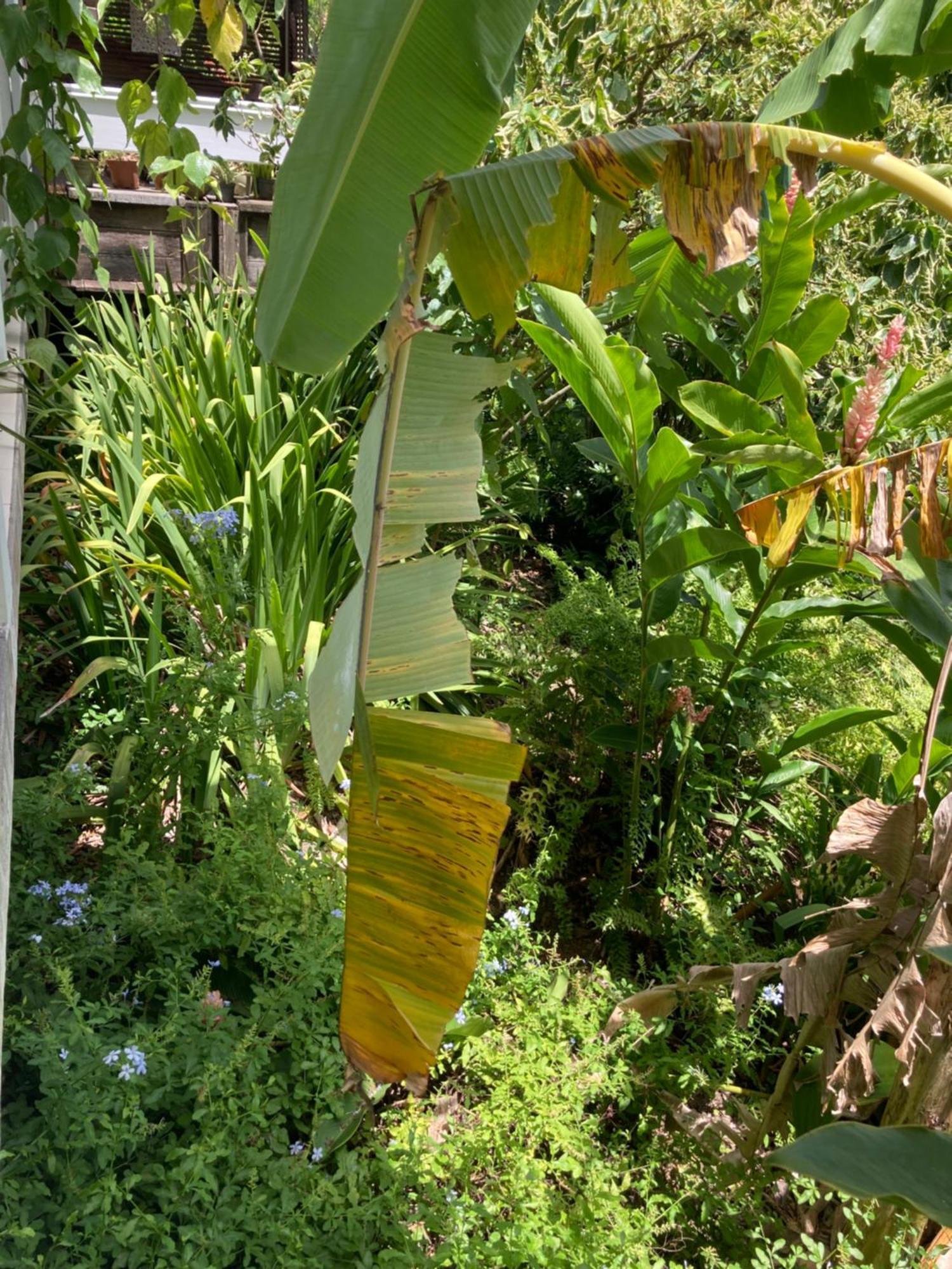 La Siguine Villa Gourbeyre Bagian luar foto